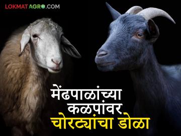 बाळापूर तालुक्यात गुरांच्या चोरीत वाढ; मेंढपाळांमध्ये भीती - Marathi News | Increase in cattle theft in Balapur taluka; fear among shepherds | Latest News at Lokmat.com