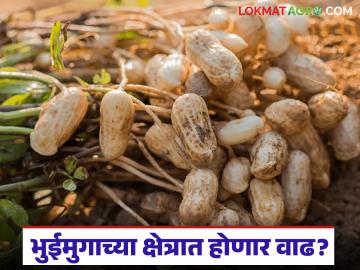 भूजलस्तरात वाढ झाल्याने यंदा उन्हाळी भुईमुगाचे क्षेत्र वाढणार; वाचा सविस्तर - Marathi News | Due to the increase in groundwater level, the area under summer groundnut will increase this year; Read in detail | Latest News at Lokmat.com