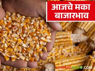 राज्याच्या मका बाजारात कुठे तेजी? कुठे मंदी; वाचा आजचे मका बाजारभाव - Marathi News | Where is the boom in the state's maize market? Where is the recession; Read today's maize market prices | Latest News at Lokmat.com
