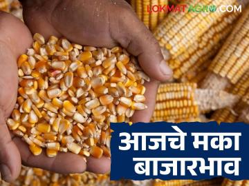 Maka Bajar Bhav : राज्यात मकाला किती मिळतोय दर? वाचा आजचे मका बाजारभाव - Marathi News | Maka Bazaar Bhav: How much is the price of maize in the state? Read today's maize market price | Latest News at Lokmat.com
