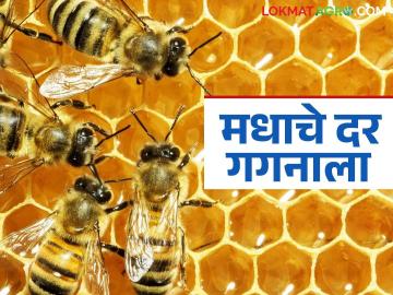 मधाचे दर गगनाला; मधमाशांची संख्या घटल्याने फलधारणा प्रक्रियेवरही परिणाम - Marathi News | Honey prices skyrocket; Declining bee population also affects the fertility process | Latest News at Lokmat.com मधाचे दर गगनाला; मधमाशांची संख्या घटल्याने फलधारणा प्रक्रियेवरही परिणाम - Marathi News | Honey prices skyrocket; Declining bee population also affects the fertility process | Latest News at Lokmat.com