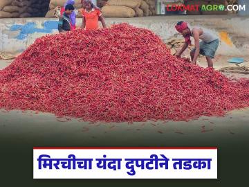 गतवर्षीच्या तुलनेत यंदा मिरची खातेय दुपटीने भाव; कर्नाटक, आंध्र प्रदेशातून मिरचीची आवक - Marathi News | Chilli prices doubled this year compared to last year; Chilli arrivals from Karnataka, Andhra Pradesh | Latest market-yard News at Lokmat.com