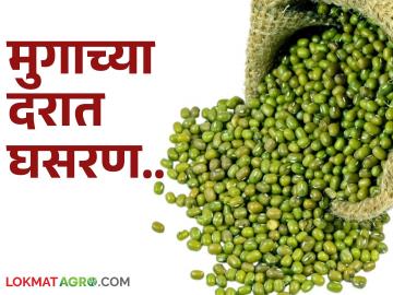 अतिवृष्टीमुळे नारळाच्या दरात तेजी, मुग बाजार मात्र मंदावले; वाचा शेतमाल बाजारातील घडामोडी - Marathi News | Coconut prices rise due to heavy rains, but the moong market slows down; Read developments in the agricultural market | Latest News at Lokmat.com अतिवृष्टीमुळे नारळाच्या दरात तेजी, मुग बाजार मात्र मंदावले; वाचा शेतमाल बाजारातील घडामोडी - Marathi News | Coconut prices rise due to heavy rains, but the moong market slows down; Read developments in the agricultural market | Latest News at Lokmat.com