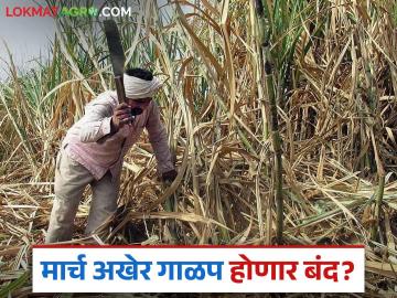 वसमत विभागातील साखर कारखान्यांचे मार्च महिन्याअखेर गाळप हंगाम बंद होणार? वाचा काय आहे कारण - Marathi News | Sugar factories in Wasmat division will close the sugar season at the end of March? Read what is the reason | Latest News at Lokmat.com