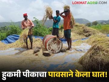 अवकाळीने शेतकऱ्यांकडून हिरावले हुकमी पीक; नुकसानभरपाईची होतेय मागणी - Marathi News | Farmers lose crops due to bad weather; Demand for compensation | Latest News at Lokmat.com अवकाळीने शेतकऱ्यांकडून हिरावले हुकमी पीक; नुकसानभरपाईची होतेय मागणी - Marathi News | Farmers lose crops due to bad weather; Demand for compensation | Latest News at Lokmat.com
