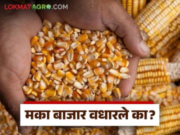 राज्याच्या 'कोणत्या' बाजारात मिळतोय मकाला सर्वाधिक दर; वाचा आजचे मका बाजारभाव - Marathi News | Which market in the state is getting the highest price for maize? Read today's maize market price | Latest News at Lokmat.com
