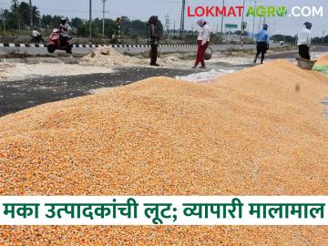 Market Update : हमीभावाची दिसेना 'हमी' बाजारात मका उत्पादकांची होतेय नाराजी - Marathi News | Market Update: The lack of 'guarantee' of the guaranteed price is causing dissatisfaction of the maize producers in the market | Latest News at Lokmat.com