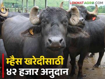 Subsidy For Buying Buffalo : 'या' दूध संघाच्या सभासद दूध उत्पादकांना म्हैस खरेदीसाठी मिळणार ४२ हजार अनुदान - Marathi News | Subsidy For Buying Buffalo: Milk producers members of 'this' milk union will get 42 thousand subsidy for buying buffalo. | Latest News at Lokmat.com