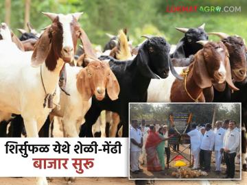 बारामती बाजार समितीचा शिर्सुफळ येथे शेळी-मेंढी बाजार सुरू; परिसरातील शेतकऱ्यांना होणार फायदा - Marathi News | Baramati Market Committee starts goat and sheep market at Shirsufal; Farmers in the area will benefit | Latest News at Lokmat.com बारामती बाजार समितीचा शिर्सुफळ येथे शेळी-मेंढी बाजार सुरू; परिसरातील शेतकऱ्यांना होणार फायदा - Marathi News | Baramati Market Committee starts goat and sheep market at Shirsufal; Farmers in the area will benefit | Latest News at Lokmat.com
