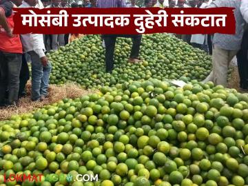 थंडीची लाट, काळा मंगूचा प्रादुर्भाव अन् दर घसरणीमुळे मोसंबी उत्पादक शेतकरी संकटात थंडीची लाट, काळा मंगूचा प्रादुर्भाव अन् दर घसरणीमुळे मोसंबी उत्पादक शेतकरी संकटात