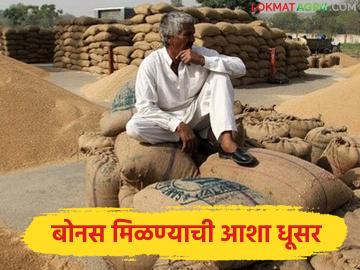 धान उत्पादकांना बोनस मिळण्याची आशा धूसर; १ लाख ३२ हजार शेतकऱ्यांमध्ये निराशेचे वातावरण - Marathi News | Hopes of getting bonus for paddy producers dim; 1 lakh 32 thousand farmers in despair | Latest News at Lokmat.com