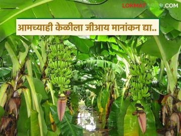 विशिष्ट चव, अधिक टिकवण क्षमता असलेल्या उजनी लाभक्षेत्रातील केळीला जीआय मानांकन देण्याची होतेय मागणी - Marathi News | There was a demand to give GI rating to bananas from Ujjani benefit area which have distinctive taste and long shelf life. | Latest News at Lokmat.com