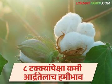 CCI Cotton Purchase : अखेर सीसीआयकडून कापूस खरेदीला सुरुवात मात्र ८ टक्क्यांपेक्षा कमी आर्द्रतेच्या मालाला मिळणार हमीभाव - Marathi News | CCI Cotton Purchase: Finally, the purchase of cotton from CCI will start, but the goods with less than 8 percent moisture content will get guaranteed price. | Latest News at Lokmat.com CCI Cotton Purchase : अखेर सीसीआयकडून कापूस खरेदीला सुरुवात मात्र ८ टक्क्यांपेक्षा कमी आर्द्रतेच्या मालाला मिळणार हमीभाव - Marathi News | CCI Cotton Purchase: Finally, the purchase of cotton from CCI will start, but the goods with less than 8 percent moisture content will get guaranteed price. | Latest News at Lokmat.com