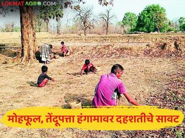 मोहफूल व तेंदूपत्ता हंगामावर यंदाही दहशतीचे सावट; वन्यप्राण्यांपासून सतर्क राहण्याचे वन विभागाचे आवाहन - Marathi News | This year too, there is a threat of terror during the Mohphool and Tendupatta seasons; Forest Department appeals to be vigilant against wild animals | Latest News at Lokmat.com