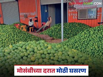 मोसंबीच्या दरात तब्बल १० पटींची घसरण; उत्पादक शेतकऱ्यांसह व्यापारीही सापडले संकटात - Marathi News | The price of mangoes has dropped by 10 times; along with the producing farmers, traders are also in trouble. | Latest News at Lokmat.com