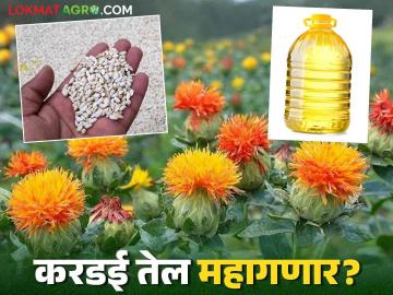 Safflower Farming : शेतकऱ्यांनी करडई पिकाकडे फिरवली पाठ; करडई तेल स्वस्त होणार की महाग? - Marathi News | Safflower Farming: Farmers turn their backs on safflower crop; Will safflower oil become cheaper or more expensive? | Latest News at Lokmat.com
