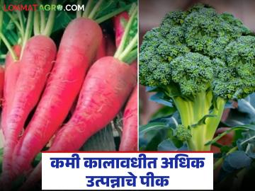 यंदा लागवड करा बाजारात प्रचंड मागणी असलेल्या ब्रोकोली आणि लाल मुळाची; सध्या लागवडीस अनुकूल हंगाम यंदा लागवड करा बाजारात प्रचंड मागणी असलेल्या ब्रोकोली आणि लाल मुळाची; सध्या लागवडीस अनुकूल हंगाम