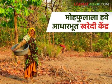 मोहफुलाला आधारभूत खरेदी केंद्र नसल्याने व्यापाऱ्यांकडे करावी लागते विक्री; आदिवासींचे होतंय आर्थिक नुकसान - Marathi News | Since there is no basic purchasing center for Mohafula, it has to be sold to traders; Tribals suffer financial losses | Latest News at Lokmat.com