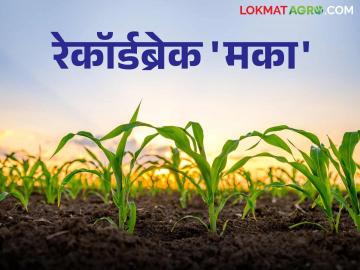 कापसाच्या क्षेत्रात घट तर 'या' जिल्ह्याच्या मका क्षेत्रात यंदा विक्रमी वाढ - Marathi News | While cotton acreage has decreased, this district's maize acreage has seen a record increase this year. | Latest News at Lokmat.com कापसाच्या क्षेत्रात घट तर 'या' जिल्ह्याच्या मका क्षेत्रात यंदा विक्रमी वाढ - Marathi News | While cotton acreage has decreased, this district's maize acreage has seen a record increase this year. | Latest News at Lokmat.com