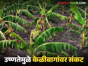 ४५ अंश तापमानाचा फटका, भूजल पातळी खालावली; रावेर तालुक्यात केळीबागांवर संकट - Marathi News | 45 degree temperature hits, groundwater level drops; Banana orchards in Raver taluka in crisis | Latest News at Lokmat.com