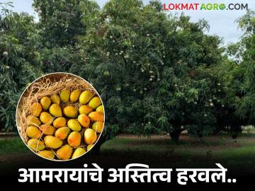 पारंपरिक पर्यावरणपूरक आमरायांचे अस्तित्व हरवले; गावरान 'आंबा'ही होतोय दुर्मिळ - Marathi News | Traditional eco-friendly aamrais have lost their existence; even the village 'mango' is becoming rare | Latest News at Lokmat.com