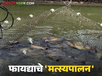 मत्स्यपालन : ग्रामीण अर्थव्यवस्थेचा मजबूत आधारस्तंभ आणि उत्पन्न वाढविणारा शेतीपूरक व्यवसाय - Marathi News | Fisheries: A strong pillar of the rural economy and an income-enhancing complementary business | Latest News at Lokmat.com