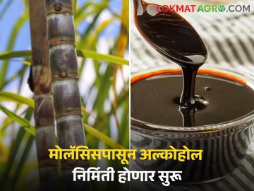 Alcohol Production : उसाचा रस, बी हेवी मोलॅसिसपासून अल्कोहोल निर्मितीवरील बंदी उठवली - Marathi News | Alcohol Production : Ban on alcohol production from sugarcane juice, B heavy molasses has been lifted | Latest News at Lokmat.com