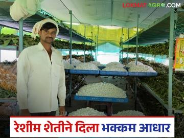 अवर्षणाच्या फेऱ्यात मिळाली रेशीम शेतीची भक्कम साथ; कुप्पाच्या शेतकऱ्याने ७० गुंठ्यांत घेतले दहा लाखांचे उत्पन्न - Marathi News | Sericulture got strong support during the drought; Kuppa farmer earned income of one million rupees in 70 gunthas | Latest News at Lokmat.com