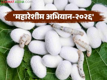 रेशीम शेतीला मिळणार पुन्हा एकदा नवी झळाळी; राज्याच्या ३३ जिल्ह्यांत महारेशीम अभियान - Marathi News | Sericulture will once again get a new boost; Mahareshim Abhiyan in 33 districts of the state | Latest News at Lokmat.com रेशीम शेतीला मिळणार पुन्हा एकदा नवी झळाळी; राज्याच्या ३३ जिल्ह्यांत महारेशीम अभियान - Marathi News | Sericulture will once again get a new boost; Mahareshim Abhiyan in 33 districts of the state | Latest News at Lokmat.com