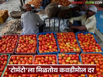 शेतकऱ्यांवर टोमॅटो फेकून देण्याची वेळ; समाधानकारक दर मिळत नसल्याने अर्थकारण कोलमडले - Marathi News | Time to throw tomatoes at farmers; Economy collapses due to not getting satisfactory prices | Latest News at Lokmat.com