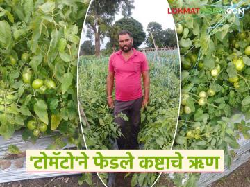 २० गुंठे क्षेत्रात मुंढे दाम्पत्याने घेतले टोमॅटो पिकातून १.५० लाखांचे उत्पन्न; पती-पत्नीच्या कष्टांना मिळाली बाजारभावाची साथ - Marathi News | Mundhe couple cultivates tomatoes in 20 gunthas and earns Rs 1.50 lakhs | Latest News at Lokmat.com