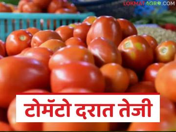 वाढत्या उष्णतेमुळे उत्पादन घटल्याने टोमॅटोच्या भावात उसळी; दरवाढीतून शेतकऱ्यांना मात्र दिलासा - Marathi News | Tomato prices jump as production declines due to rising heat; Price hike brings relief to farmers | Latest News at Lokmat.com वाढत्या उष्णतेमुळे उत्पादन घटल्याने टोमॅटोच्या भावात उसळी; दरवाढीतून शेतकऱ्यांना मात्र दिलासा - Marathi News | Tomato prices jump as production declines due to rising heat; Price hike brings relief to farmers | Latest News at Lokmat.com