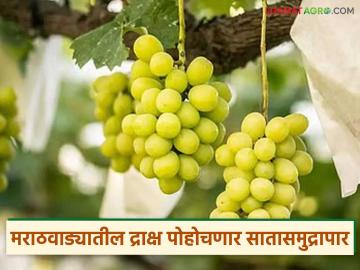 मराठवाड्याच्या माळरानावरील द्राक्षे पोहोचणार सातासमुद्रापार; काटी मंडळातील ४७५ द्राक्ष उत्पादकांनी केली 'कृषी'कडे नोंदणी - Marathi News | Grapes from the Malrana of Marathwada will reach overseas; 475 grape growers in Kati Mandal have registered with 'Krishi' | Latest News at Lokmat.com मराठवाड्याच्या माळरानावरील द्राक्षे पोहोचणार सातासमुद्रापार; काटी मंडळातील ४७५ द्राक्ष उत्पादकांनी केली 'कृषी'कडे नोंदणी - Marathi News | Grapes from the Malrana of Marathwada will reach overseas; 475 grape growers in Kati Mandal have registered with 'Krishi' | Latest News at Lokmat.com
