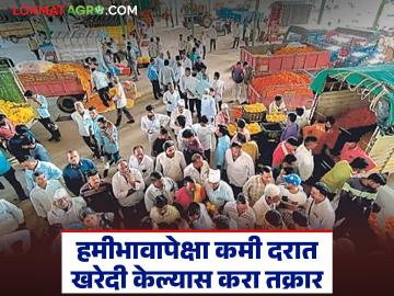 हमीभावापेक्षा कमी दरात शेतमाल खरेदी होतेय? केवळ 'येथे' करा तक्रार व्यापाऱ्यांचा होऊ शकतो परवाना रद्द - Marathi News | Are agricultural products being purchased at a price lower than the guaranteed price? Just file a complaint 'here', the license of the traders may be cancelled | Latest News at Lokmat.com