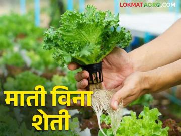 Hydroponics Farming : माती विना शेतीचा आधुनिक आविष्कार 'हायड्रोपोनिक्स तंत्रज्ञान' - Marathi News | Hydroponics Farming: Modern invention of soilless farming 'Hydroponics technology' | Latest News at Lokmat.com Hydroponics Farming : माती विना शेतीचा आधुनिक आविष्कार 'हायड्रोपोनिक्स तंत्रज्ञान' - Marathi News | Hydroponics Farming: Modern invention of soilless farming 'Hydroponics technology' | Latest News at Lokmat.com