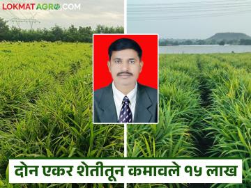 एमपीएससी सोडून तरुणाने धरली शेतीची वाट; दोन एकर अद्रक शेतीतून कमावले १५ लाख - Marathi News | A young man, who left MPSC, took up farming; earned 15 lakhs from two acres of ginger farming | Latest News at Lokmat.com
