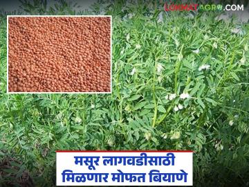 मसूर पीक लागवडीला मिळणार प्रोत्साहन; बियाण्यांचे मोफत वाटप सुरू - Marathi News | Lentil cultivation will be encouraged; Free distribution of seeds begins | Latest News at Lokmat.com मसूर पीक लागवडीला मिळणार प्रोत्साहन; बियाण्यांचे मोफत वाटप सुरू - Marathi News | Lentil cultivation will be encouraged; Free distribution of seeds begins | Latest News at Lokmat.com
