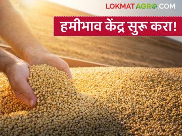 ऐन काढणीच्या काळात पावसाने मोडले शेतकऱ्यांचे कंबरडे; आर्थिक संकटात सापडलेल्या सोयाबीन उत्पादकांची हमीभाव केंद्राची मागणी - Marathi News | Rains during soybean harvest have broken the backs of farmers; soybean producers in financial crisis demand support price from the Center | Latest News at Lokmat.com