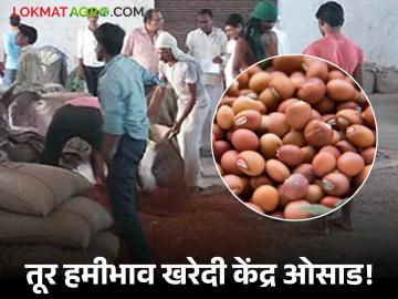 आवश्यकता हरभऱ्याची सुरू केले तुरी खरेदी केंद्र; उत्पादकांअभावी हमी केंद्र ओसाड - Marathi News | Requirement of grams but started tur purchase center; Guarantee center is deserted due to absence of producers | Latest News at Lokmat.com