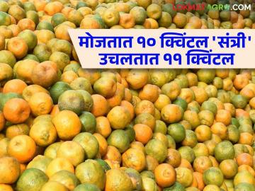 Orange Fruit Farmer : वायुभारच्या नावावर शेतकऱ्याची व्यापाऱ्यांकडून लूट; मोजतात १० क्विंटल प्रत्यक्षात उचलतात ११ क्विंटल संत्री - Marathi News | Orange Fruit Farmer : Looting of farmers by traders in the name of air cargo; Counts 10 quintals actually picks 11 quintals of oranges | Latest News at Lokmat.com