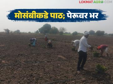 बदलत्या हवामानाचा फटका अन् अल्प दराचा परिणाम; शेतकऱ्यांची मोसंबीकडे पाठ अन् पेरूवर भर - Marathi News | Impact of changing weather and low prices; Farmers turn their backs on citrus and focus on persimmon | Latest News at Lokmat.com
