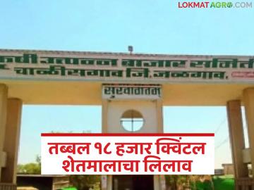 चाळीसगाव बाजार समितीत धान्याची मोठी आवक; एकाच दिवसांत १८ हजार क्विंटल शेतमालाचा लिलाव - Marathi News | Large arrival of grain at Chalisgaon Market Committee; 18 thousand quintals of agricultural produce auctioned in a single day | Latest News at Lokmat.com