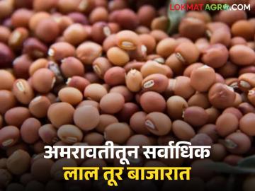 Tur Bajar Bhav : विदर्भ ते सोलापूर आज तुरीला कुठे मिळाला किती दर; वाचा आजचे तूर बाजारभाव - Marathi News | Tur Bazaar Bhav: Where did you get Tur today from Vidarbha to Solapur? Read today's Tur market price | Latest News at Lokmat.com Tur Bajar Bhav : विदर्भ ते सोलापूर आज तुरीला कुठे मिळाला किती दर; वाचा आजचे तूर बाजारभाव - Marathi News | Tur Bazaar Bhav: Where did you get Tur today from Vidarbha to Solapur? Read today's Tur market price | Latest News at Lokmat.com