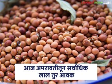 विदर्भातून लाल तर मराठवाड्याच्या बाजारात पांढऱ्या तुरीची आज सर्वाधिक आवक; वाचा काय मिळतोय दर - Marathi News | Red tur from Vidarbha and white tur in Marathwada market today; Read what is the price being offered | Latest News at Lokmat.com विदर्भातून लाल तर मराठवाड्याच्या बाजारात पांढऱ्या तुरीची आज सर्वाधिक आवक; वाचा काय मिळतोय दर - Marathi News | Red tur from Vidarbha and white tur in Marathwada market today; Read what is the price being offered | Latest News at Lokmat.com