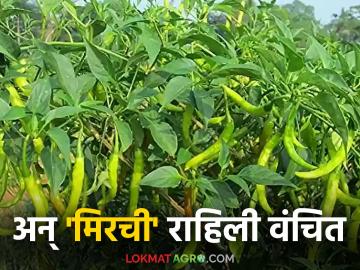 Chilli Crop Insurance : कीड व रोगांच्या प्रादुर्भावामुळे नुकसान वाढल्याने मिरची उत्पादकांचा विम्यासाठी आग्रह - Marathi News | Chilli Crop Insurance: Chilli growers urge for insurance as losses increase due to pest and disease outbreak | Latest News at Lokmat.com