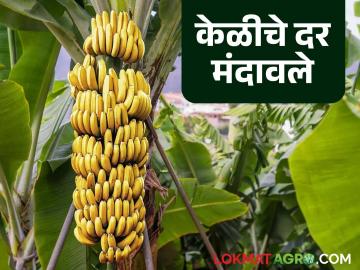 Banana Rate : निर्यात बंदीसह अतिवृष्टीने वाहतूक ठप्प झाल्याचा परिणाम; केळीचे दर गडगडले - Marathi News | Banana Rate: Heavy rains along with export ban and traffic disruptions have resulted in a sharp drop in banana prices | Latest News at Lokmat.com