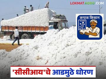 स्लॉट बुकिंग करिता 'सीसीआय'चे आडमुठे धोरण; कापूस विक्रीपासून शेतकरी वंचित राहण्याची भीती - Marathi News | CCI's inflexible policy for slot booking; Fears of farmers being deprived of cotton sales | Latest News at Lokmat.com