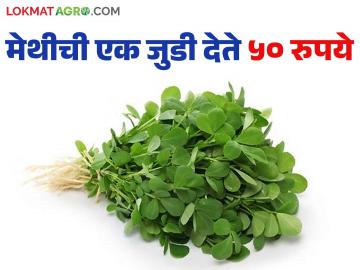 मंदीच्या लाटेत देखील 'हा' शेतकरी म्हणतोय मेथीची एक जुडी देतेय ५० रुपयांचे उत्पन्न; वाचा सविस्तर - Marathi News | Even in the midst of a recession, this farmer is saying that a bunch of methi is yielding an income of Rs 50; Read in detail | Latest News at Lokmat.com