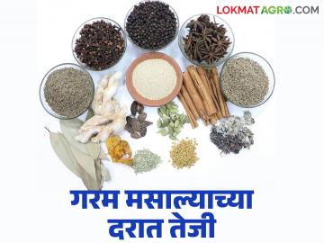 गरम मसाल्याच्या भावात मोठी तेजी; गतवर्षीच्या तुलनेत किलोमागे १०० रूपयांपर्यंत दरवाढ - Marathi News | Big rise in the price of hot spices; Price hike of up to Rs 100 per kg compared to last year | Latest News at Lokmat.com
