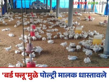 उदगिरातील बर्ड फ्लूच्या घटनेमुळे पोल्ट्रीफार्म मालक धास्तावले; वाचा नेमके काय आहे प्रकरण - Marathi News | Poultry farm owners panicked due to bird flu incident in Udgira; Read what exactly is the matter | Latest News at Lokmat.com